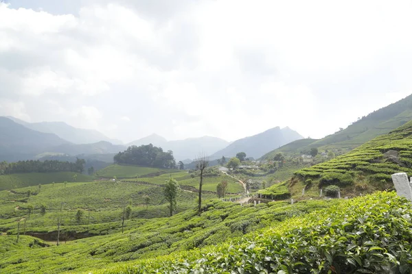 Plantacja Herbaty Farm Munnar Kerala Indie — Zdjęcie stockowe