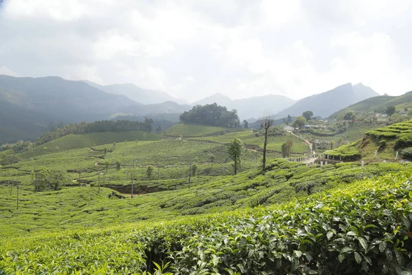 Teeplantage Farm Munnar Kerala Indien — Stockfoto