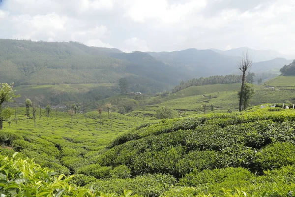 Çay Çiftliği Munnar Kerala Hindistan — Stok fotoğraf