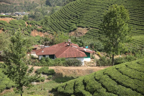 Teeplantage Farm Munnar Kerala Indien — Stockfoto