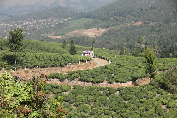 Tea Plantation Farm Munnar Kerala India — Stock Photo, Image