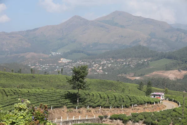 Tea Plantation Farm Munnar Kerala India — Stock Photo, Image