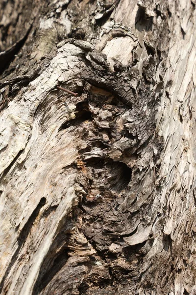 Tree Trunk Texture Macro Shot — Stock Photo, Image