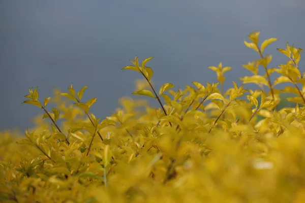 Planta Medicinal India Naturaleza — Foto de Stock