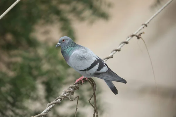 Taube Auf Dem Stromkabel — Stockfoto