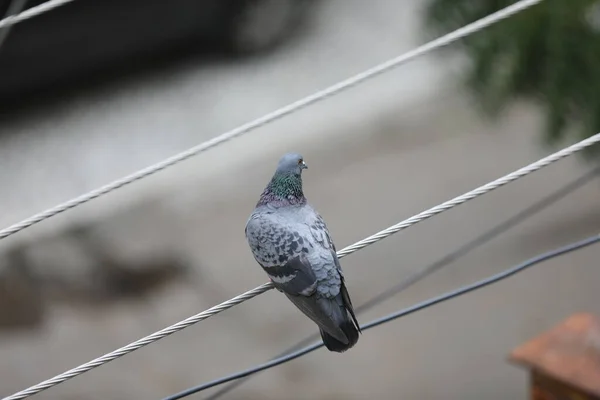 Güç Kablosundaki Güvercin — Stok fotoğraf