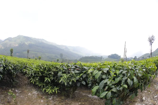 Tea Plantation Farm Munnar Kerala India Royalty Free Stock Images
