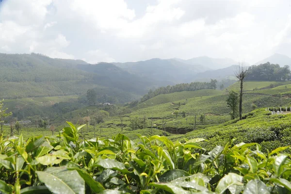 Tea Plantation Farm Munnar Kerala India Stock Picture