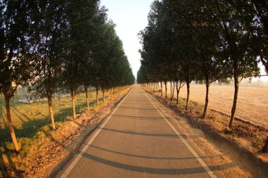 Üniversite Kampüsündeki Yaşlı Ağaçlar Sokağı