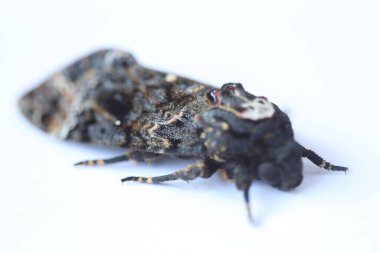 Kelebek Şahin Güve Ölüm Başı