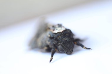 Kelebek Şahin Güve Ölüm Başı