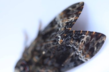 Kelebek Şahin Güve Ölüm Başı