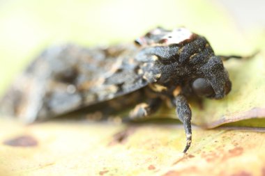 Kelebek Şahin Güve Ölüm Başı