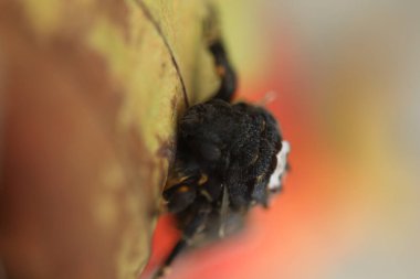 Kelebek Şahin Güve Ölüm Başı