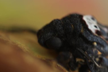 Kelebek Şahin Güve Ölüm Başı