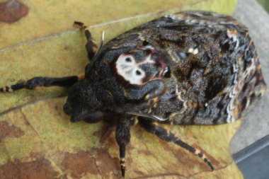 Kelebek Şahin Güve Ölüm Başı