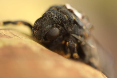 Kelebek Şahin Güve Ölüm Başı