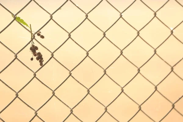 Abstract Metal Fence Jail — Stock Photo, Image