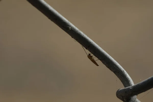 Hmyzí Moucha Kovovém Plotě — Stock fotografie