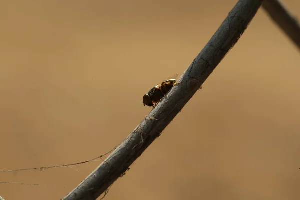 Hmyzí Moucha Kovovém Plotě — Stock fotografie