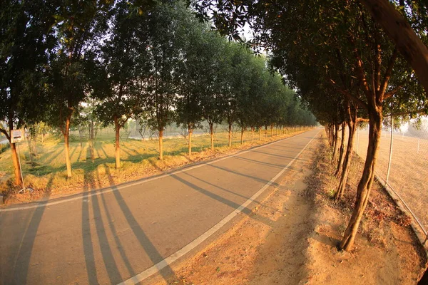 Steegje Met Oude Bomen Campus Van Universiteit — Stockfoto