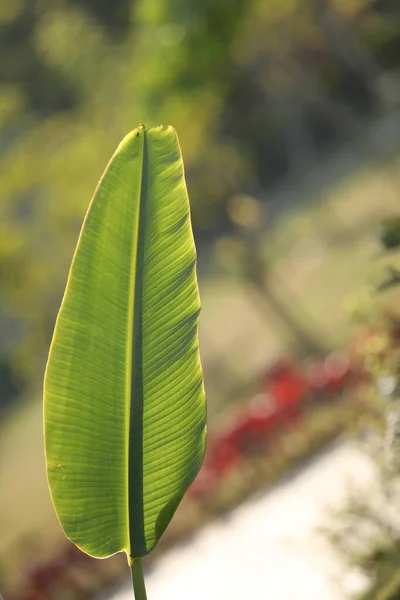 Plátano Hoja Primer Plano Los Campos — Foto de Stock