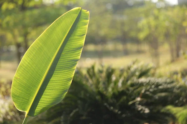 Banana Leaf Closeup Field — Stok Foto