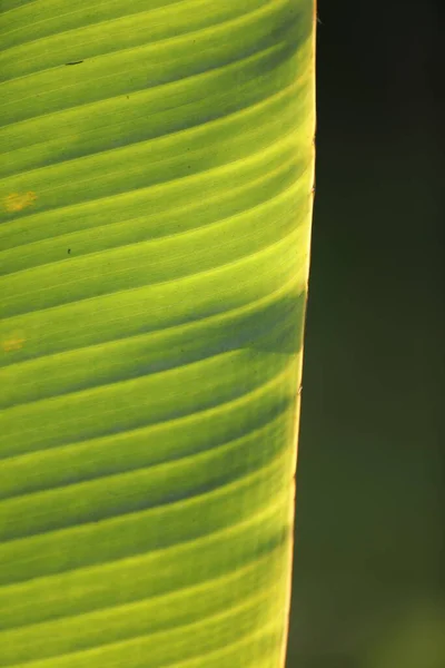 Folha Banana Close Campos — Fotografia de Stock