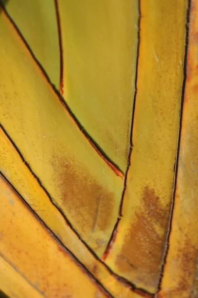 Ινδική Medicated Leaf Macro Shot — Φωτογραφία Αρχείου