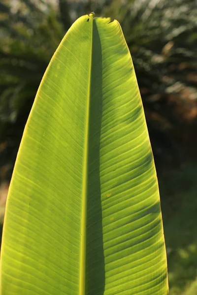 Plátano Hoja Primer Plano Los Campos — Foto de Stock