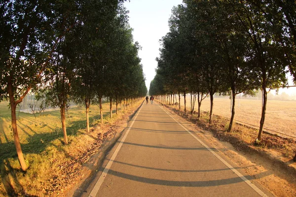 Allée Avec Vieux Arbres Sur Campus Universitaire — Photo