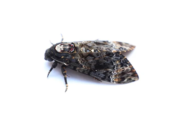 Głowa Śmierci Motyla Hawk Moth — Zdjęcie stockowe