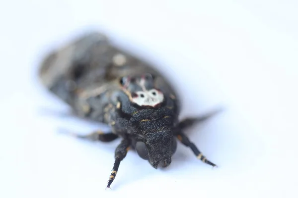 Fjärilen Hawk Moth Death Head — Stockfoto