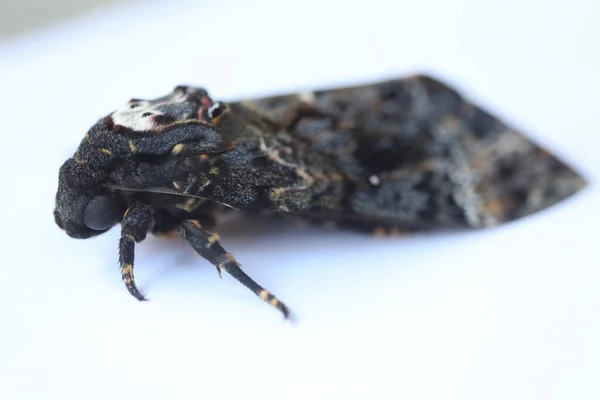 Głowa Śmierci Motyla Hawk Moth — Zdjęcie stockowe