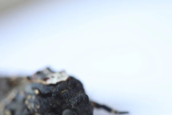 Mariposa Halcón Polilla Muerte Cabeza — Foto de Stock