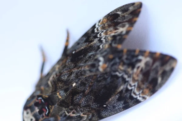 Butterfly Hawk Moth Death Head — Stock Photo, Image