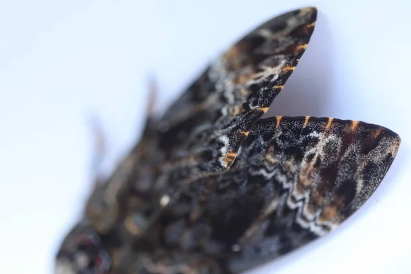 Butterfly Hawk Moth Death Head — Stock Photo, Image