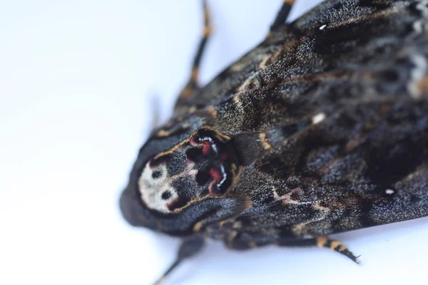 Borboleta Falcão Traça Morte Cabeça — Fotografia de Stock