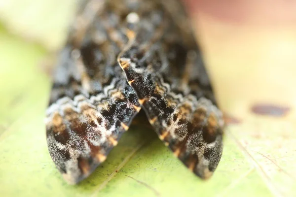 Głowa Śmierci Motyla Hawk Moth — Zdjęcie stockowe