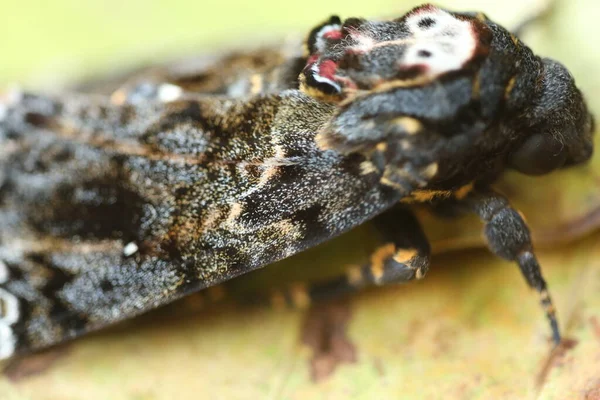 Borboleta Falcão Traça Morte Cabeça — Fotografia de Stock