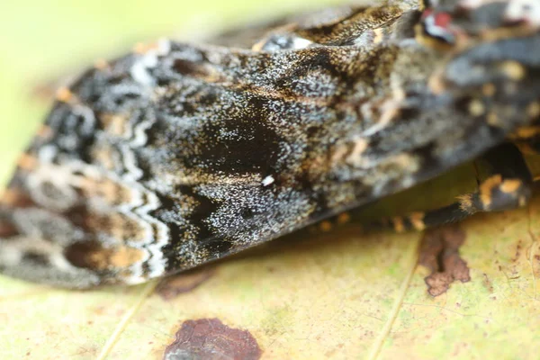 Mariposa Halcón Polilla Muerte Cabeza — Foto de Stock