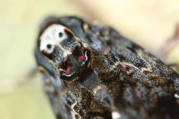 Schmetterlingsfalter Mottenkopf — Stockfoto