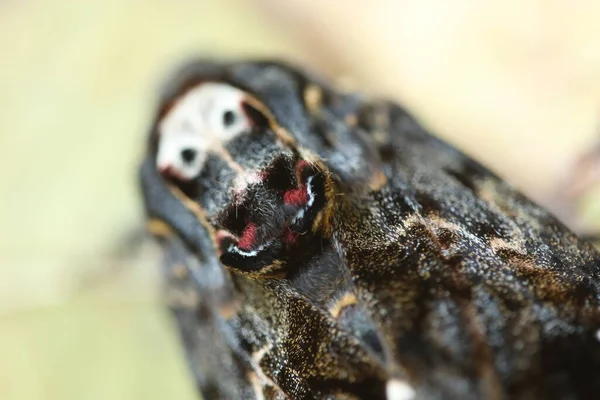 Głowa Śmierci Motyla Hawk Moth — Zdjęcie stockowe