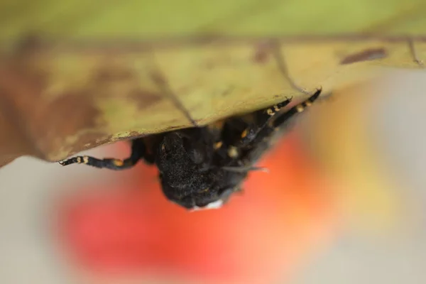 Mariposa Halcón Polilla Muerte Cabeza — Foto de Stock