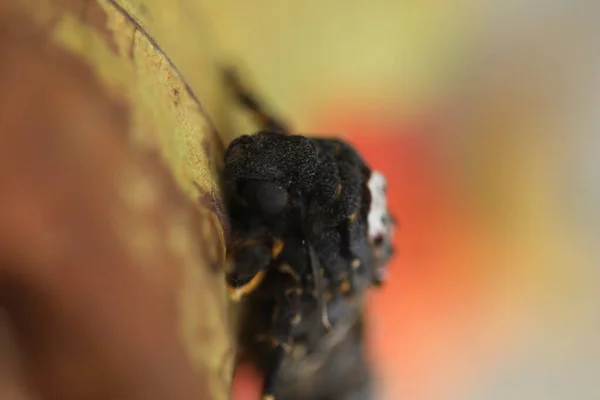 Fjärilen Hawk Moth Death Head — Stockfoto