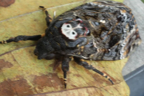 Mariposa Halcón Polilla Muerte Cabeza — Foto de Stock