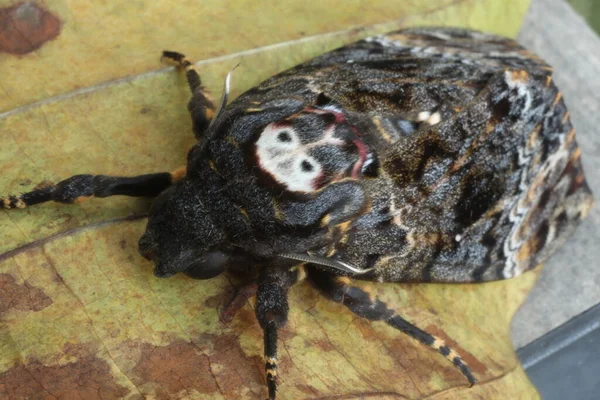 Fjärilen Hawk Moth Death Head — Stockfoto