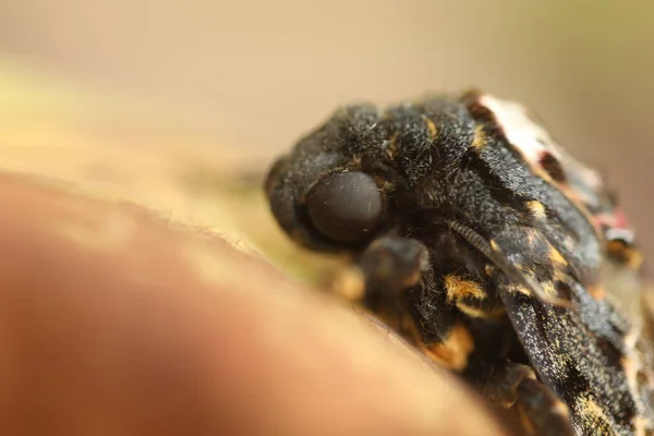 Głowa Śmierci Motyla Hawk Moth — Zdjęcie stockowe