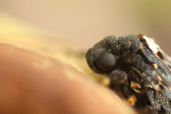 Borboleta Falcão Traça Morte Cabeça — Fotografia de Stock