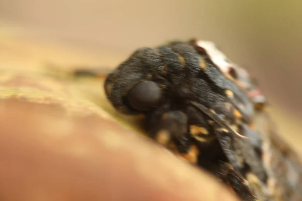 Fjärilen Hawk Moth Death Head — Stockfoto